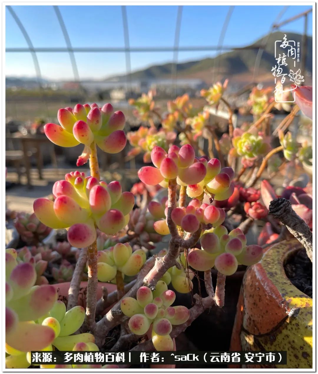 情不知所起一往而深歌曲,情不知所起一往而深完整版