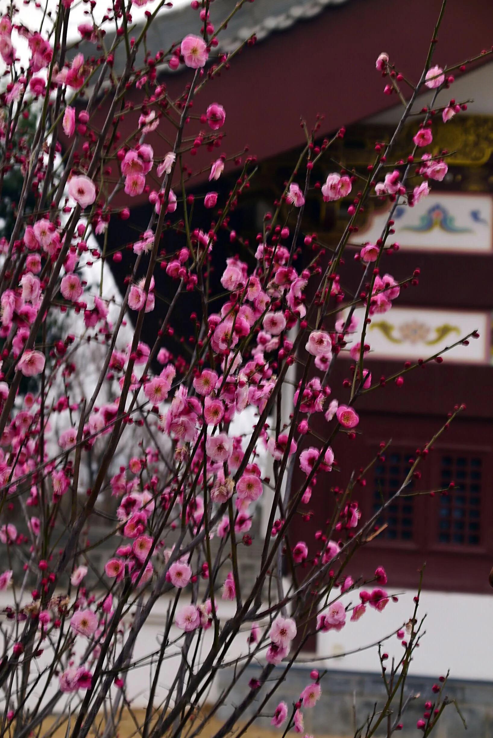花卉摄影秋日的浪漫,花卉摄影春暖梅花开