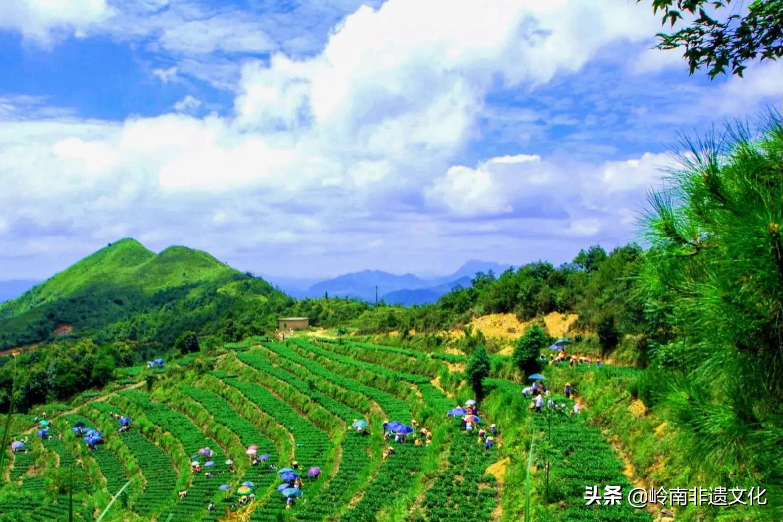 安溪铁观音茶文化,茶文化铁观音