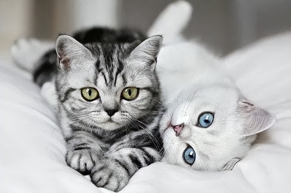 养了一只猫会孤单吗,家里养一只猫会孤单吗