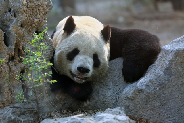 大熊猫的祖先吃肉也吃竹子吗,大熊猫为什么吃竹子竹笋不吃肉