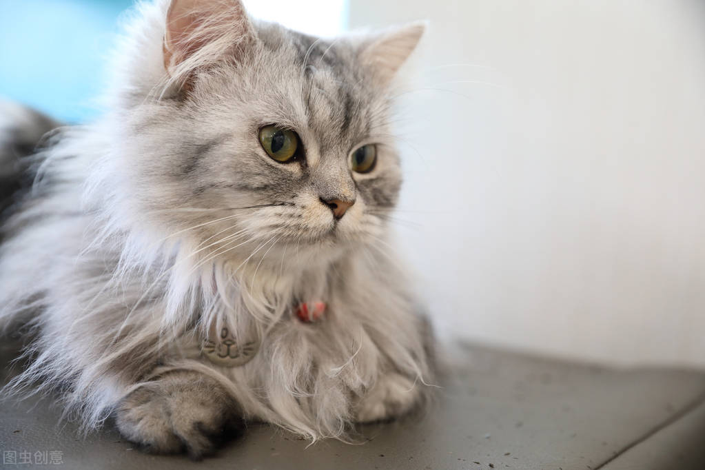 猫之间可以互相交流吗,猫的交流方式和注意事项