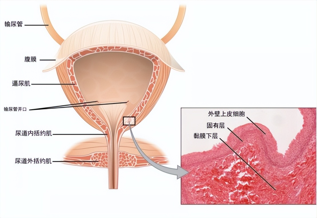 雌激素有助抵御尿路感染吗,雌激素导致的尿路感染