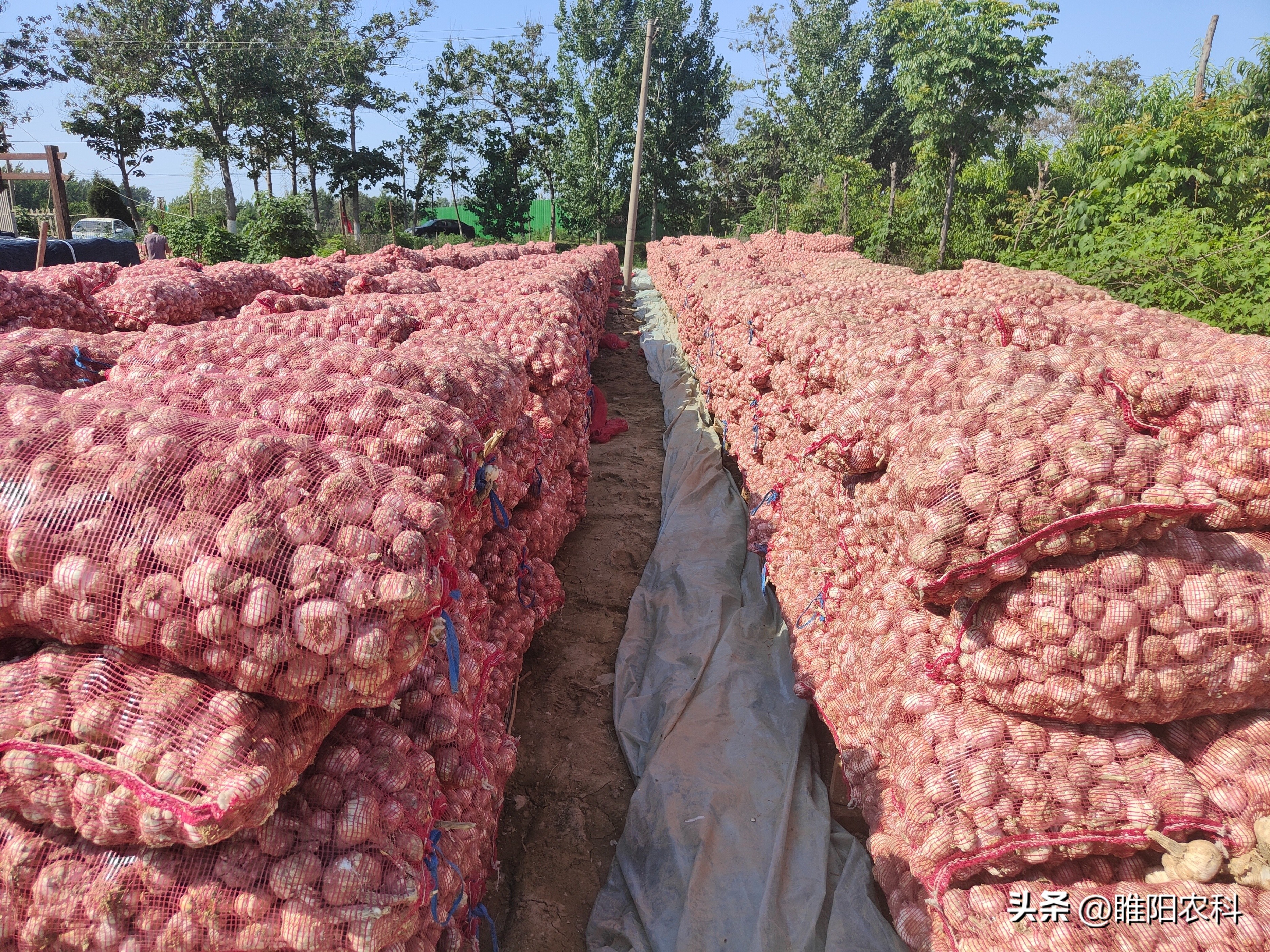 种大蒜赚钱吗,2023年大蒜能赚钱吗