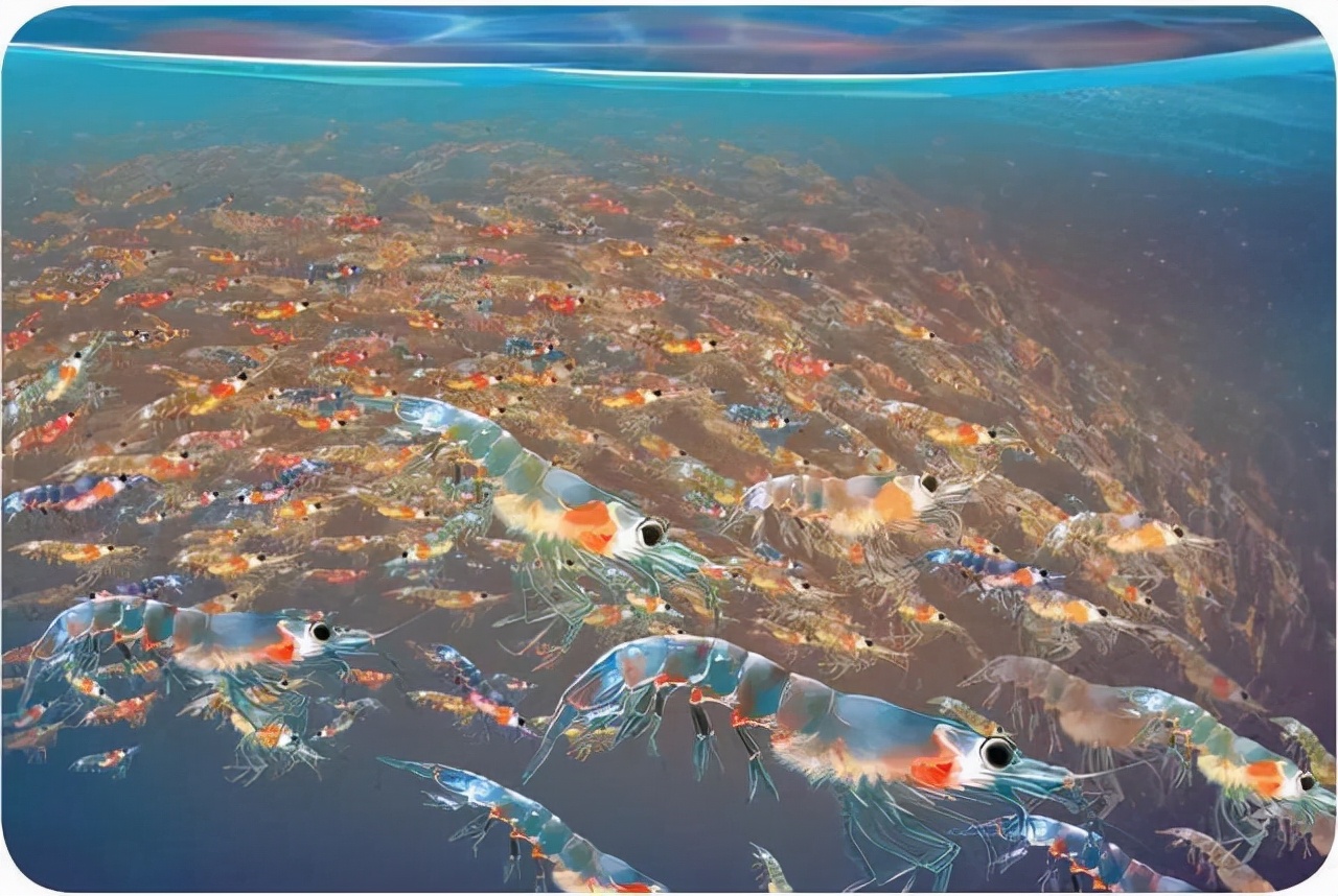 北极南极没有冰川地球会怎样,北极南极有没有陆地