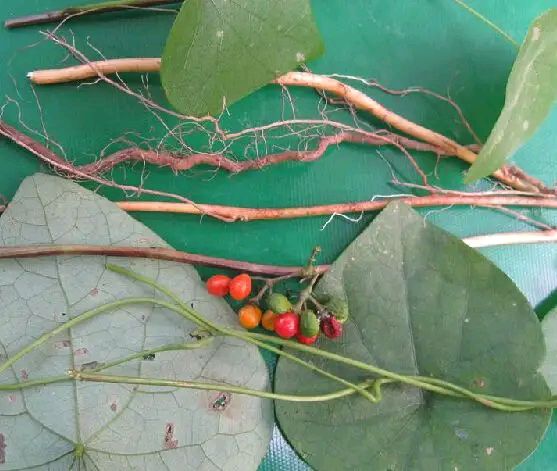 千金藤真假鉴别,千金藤是中药材吗