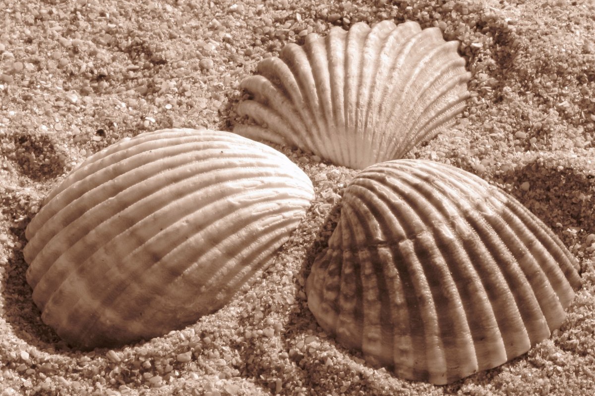 鸽子一个腿站着咋回事,鸽子的腿站不起来怎么办