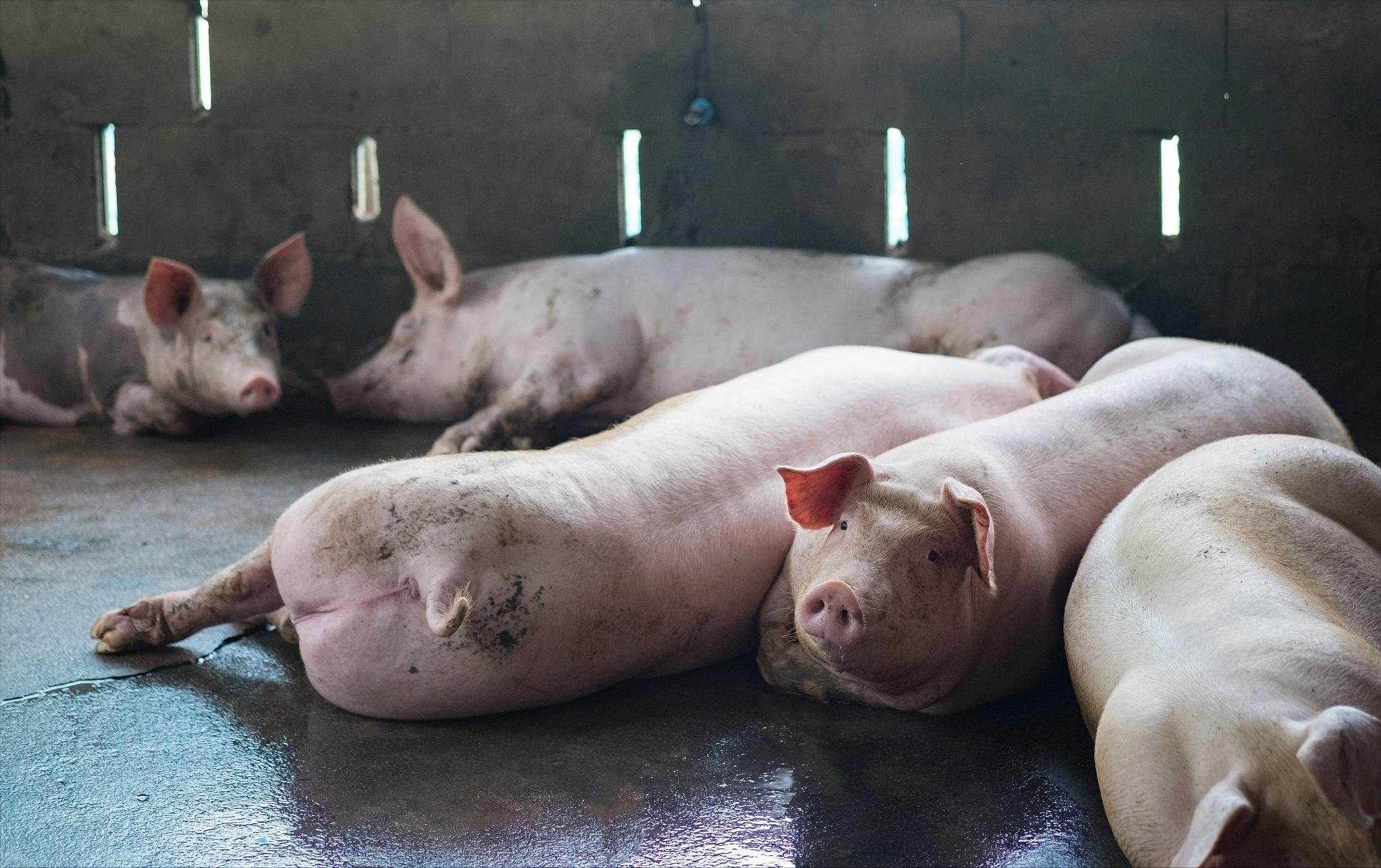 5月5号猪价还能上涨吗,5月28日猪价行情分析师讲解