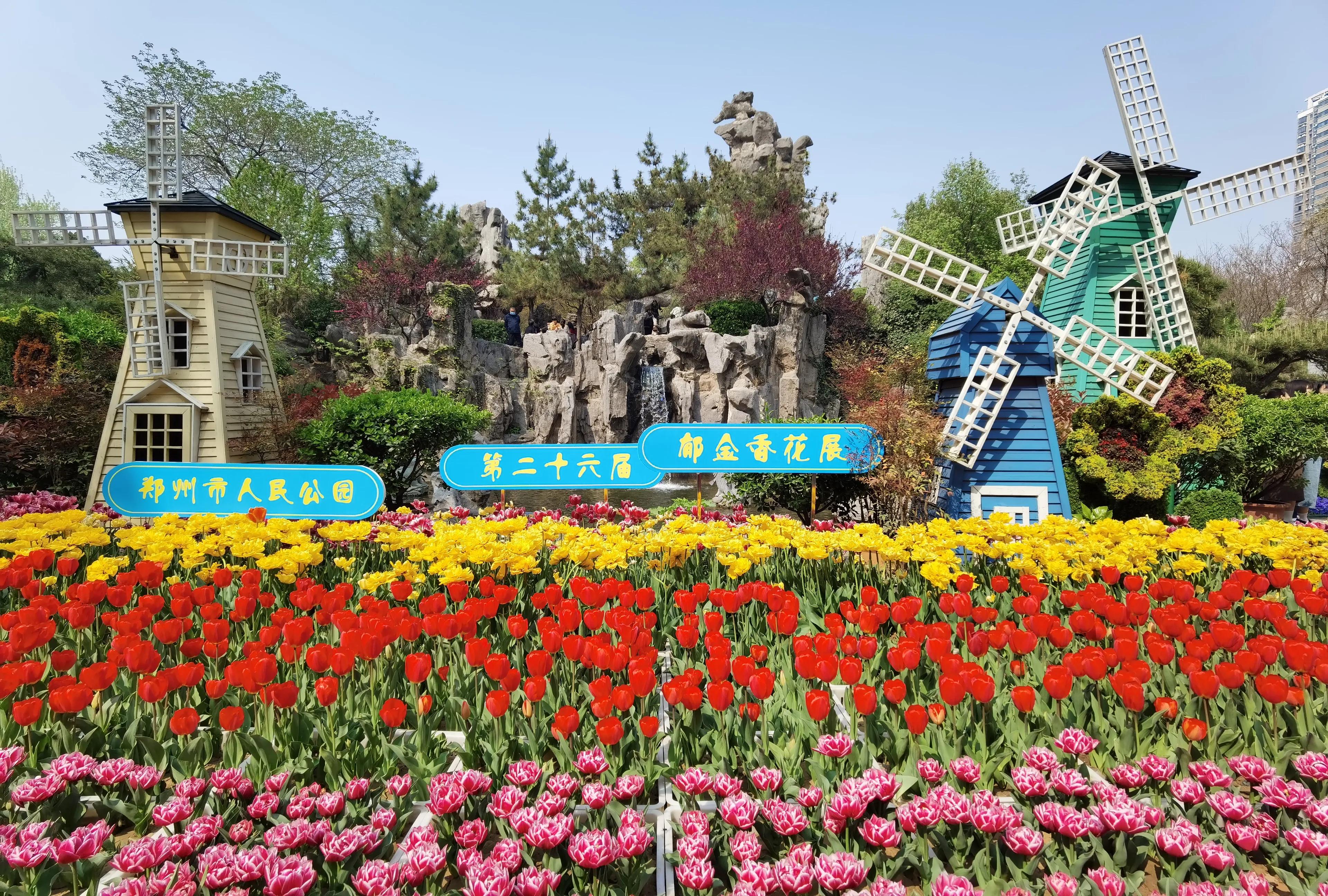 郁金香花语送长辈,郁金香花语永恒的爱与祝福