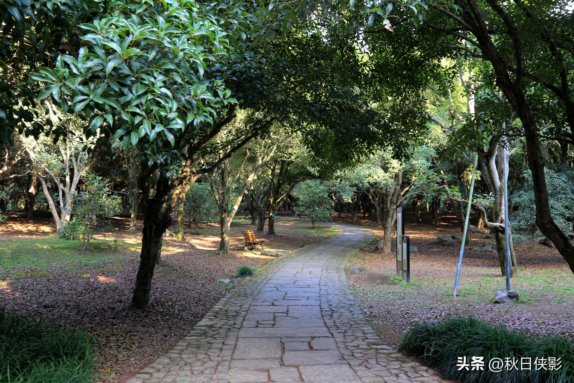 杭州赏桂花最佳处,杭州看桂花的最佳地方