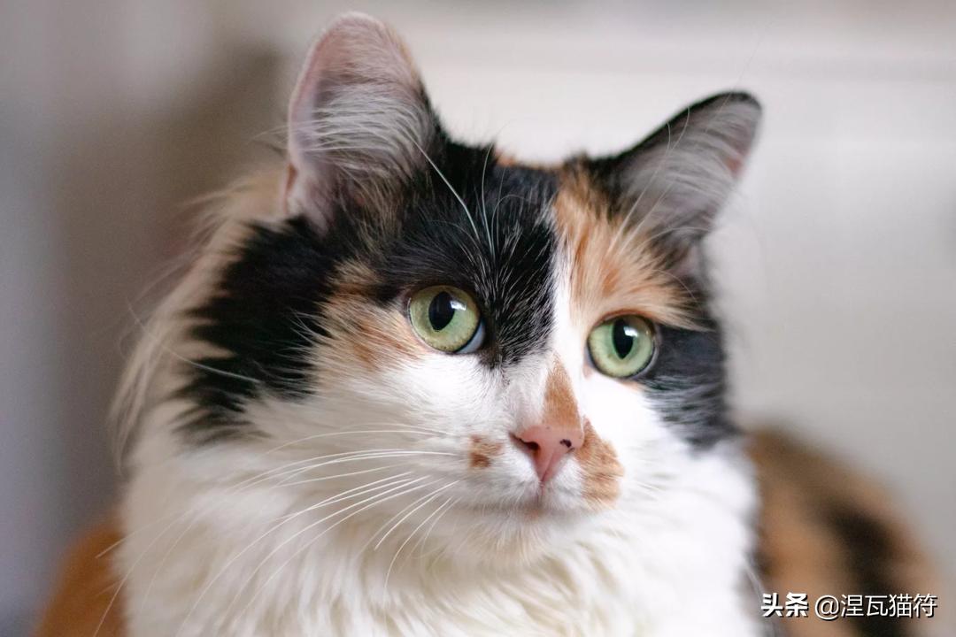 三花猫是中华田园猫还是宠物猫,田园三花猫幼崽购买