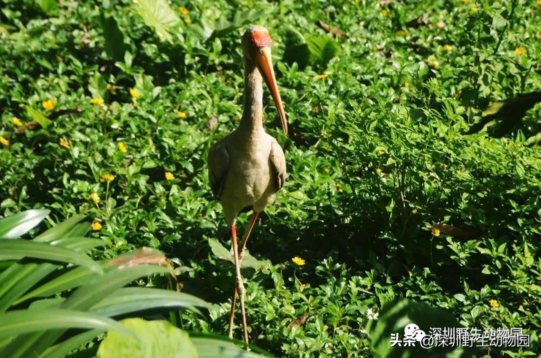 苗鸟怎么读,苗疆蛊事