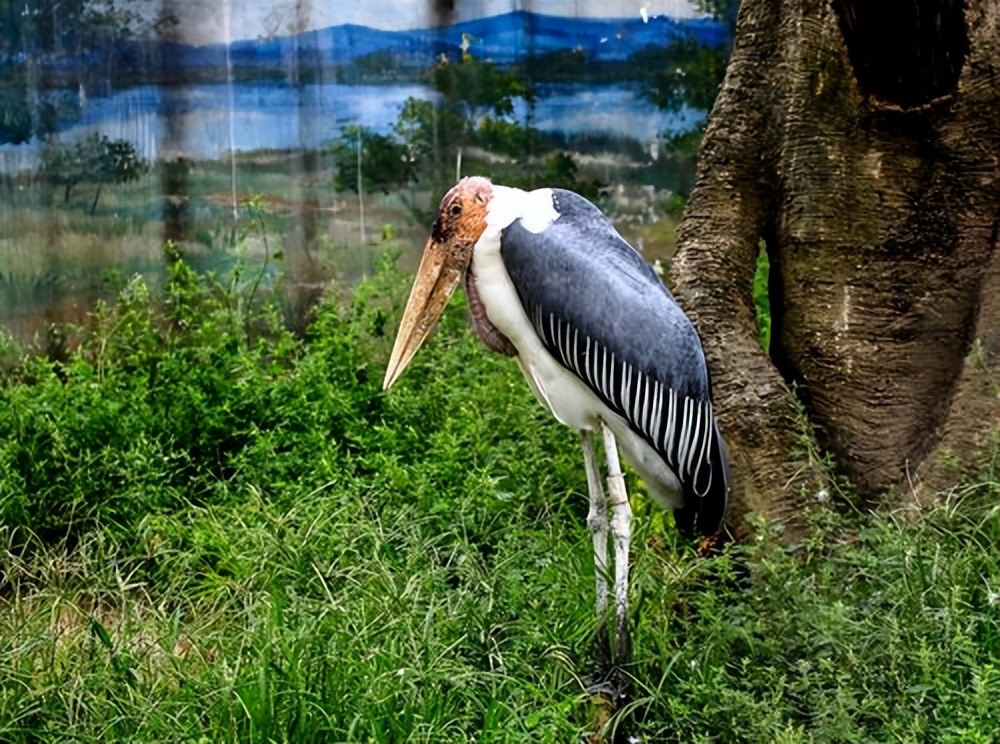 大兴野生动物园之旅,北京野生动物园和猛兽亲密接触