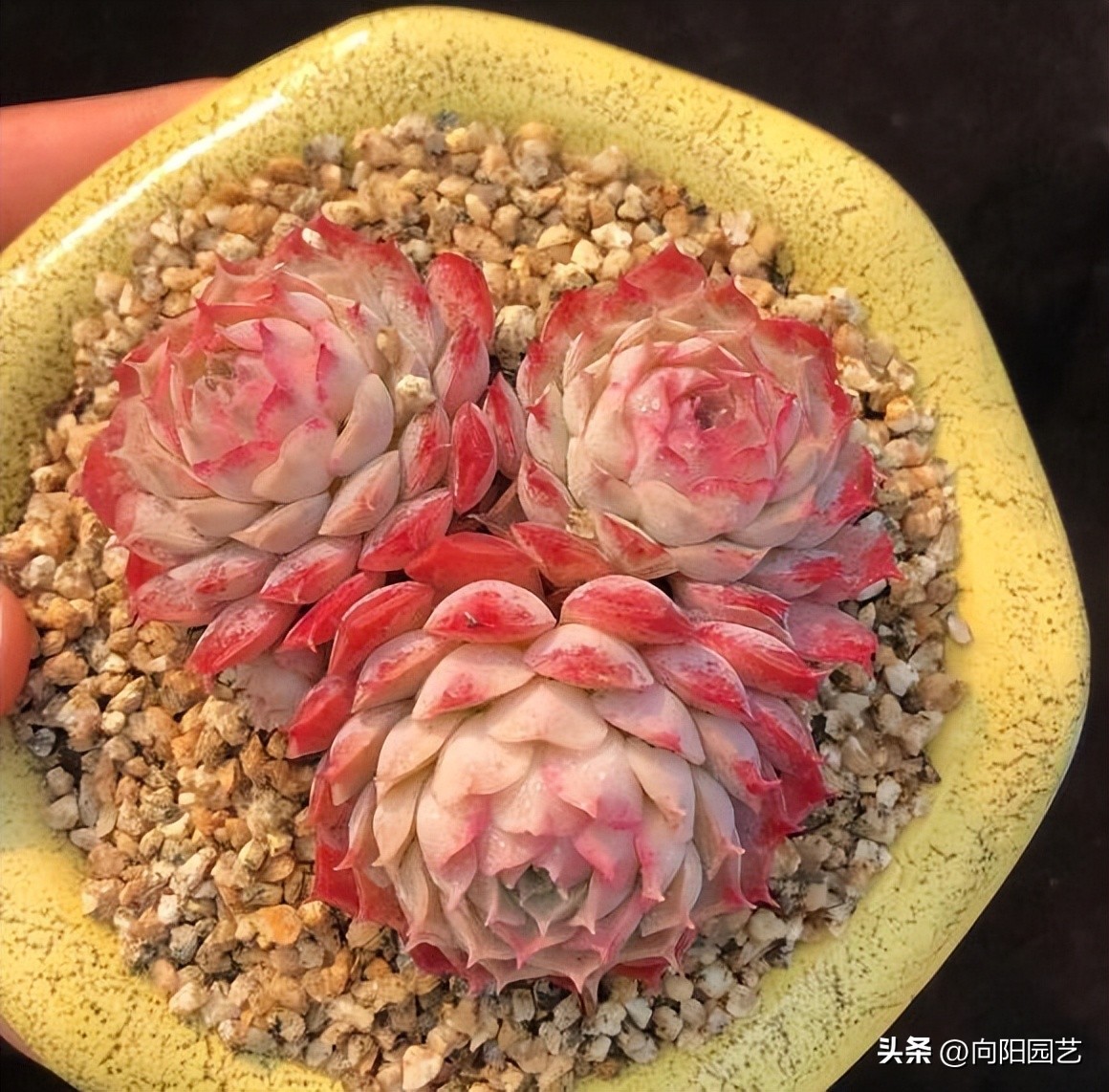 多肉怎么用叶片繁殖,多肉几月份适合砍头或叶插