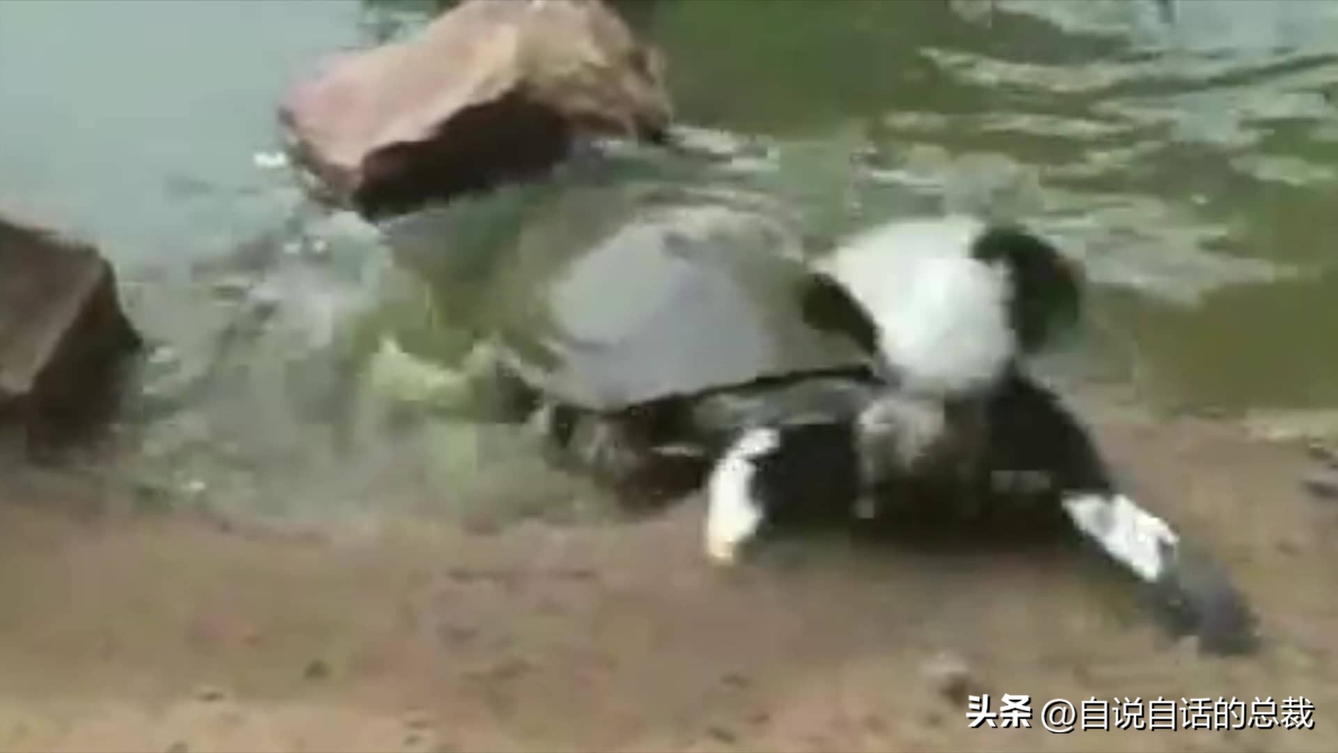 罕见别致的龟蛇大战,罕见龟蛇大战