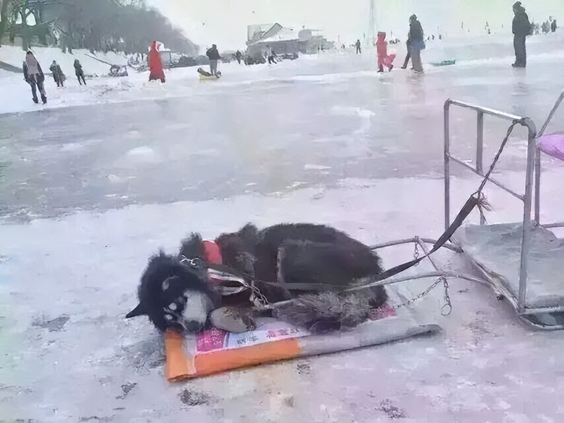 李小璐训狗,李小璐甜馨恶评