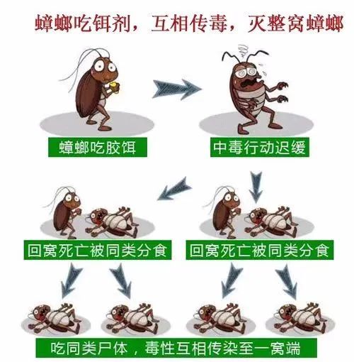 房间里突然多了好多蟑螂怎么解决,房间有蟑螂怎么彻底解决