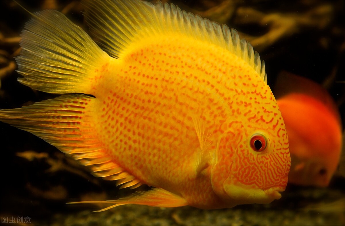 祝福朋友们虎年大吉年年发大财,虎年年年发大财