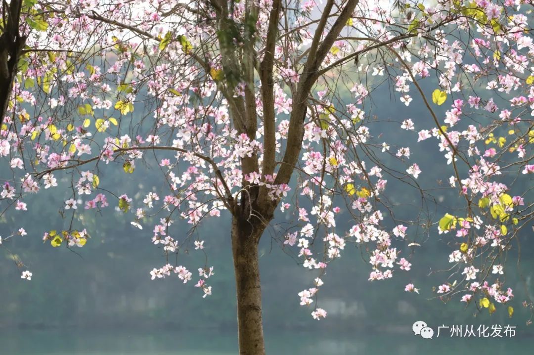 两人从化两天一夜游玩攻略,去从化玩的攻略