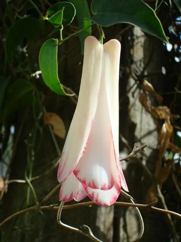 罕见漂亮的鲜花,全球最漂亮的鲜花