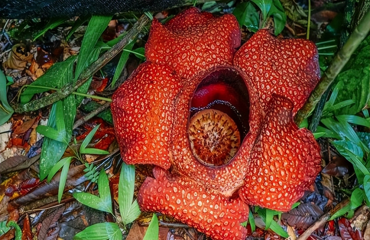 仙人掌墨西哥国花,仙人掌花是什么国家的国花