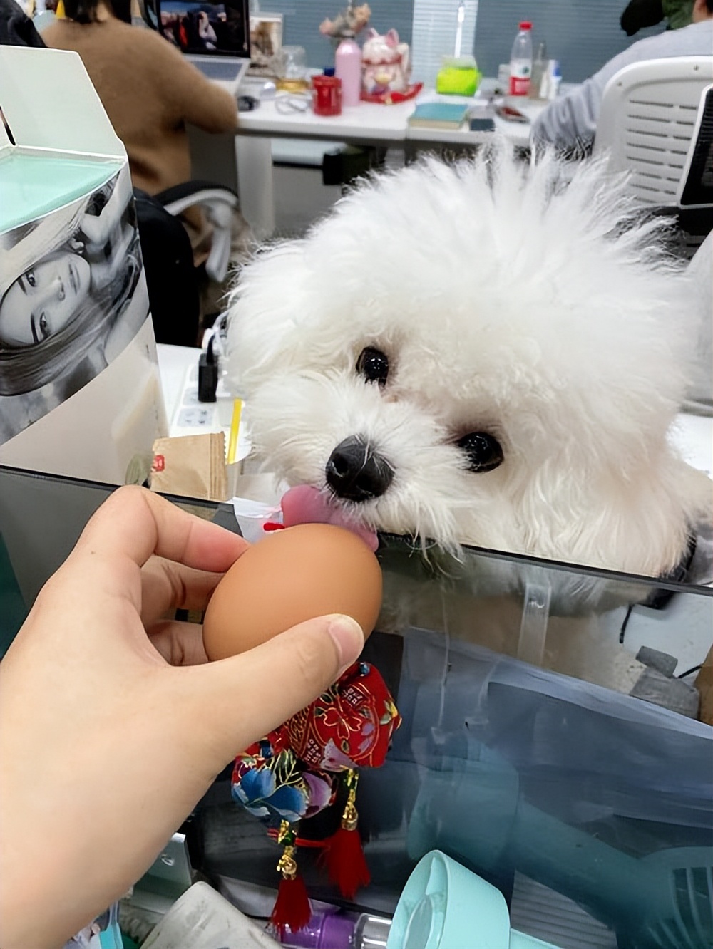 四种可以给狗狗吃的人类食物,推荐7种狗狗可以吃的食物