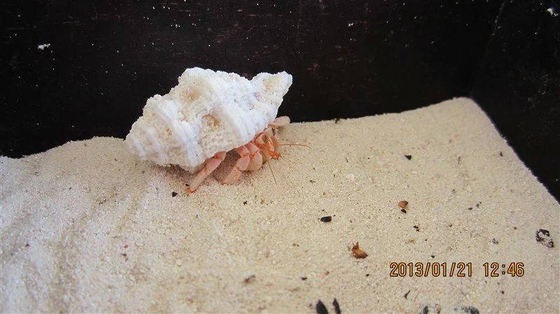 马尔代夫蜜月免费项目,蜜月旅游去马尔代夫哪个岛屿最好