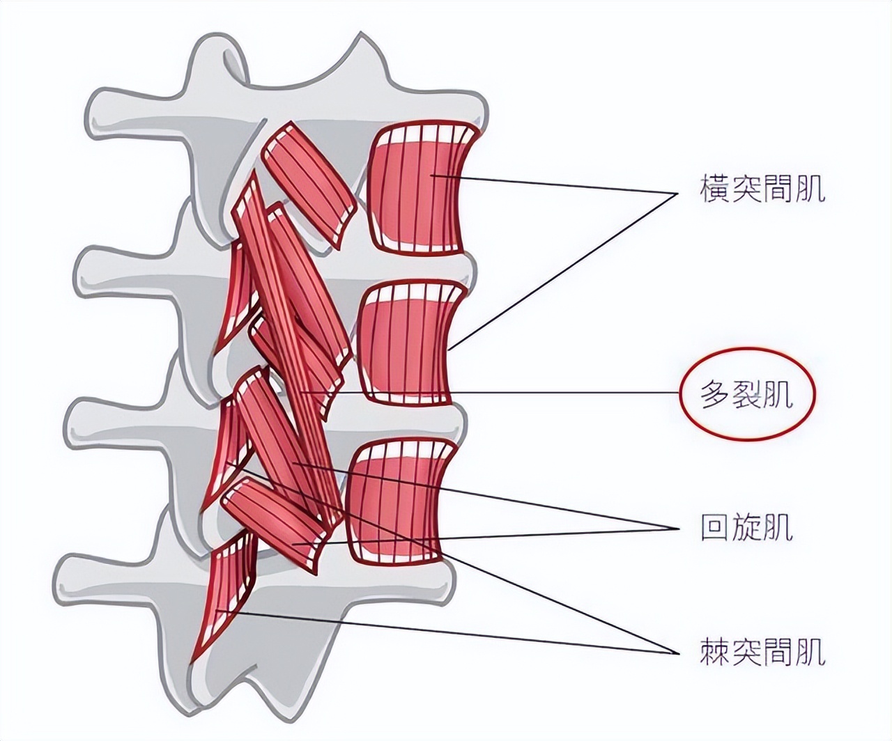 辟谣：腰疼躺躺就好了？专业物理治疗师建议：不信谣，别“躺平”