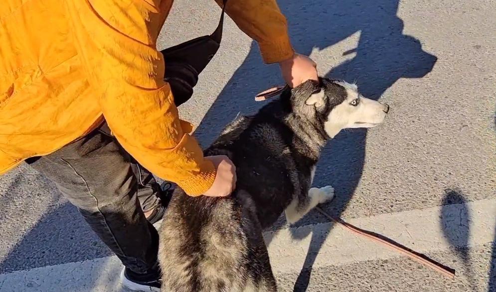 哈士奇遇到狗贩子不敢动,哈士奇被狗贩子带走