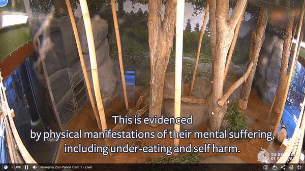 多少人关注丫丫,现在有多少人在关注丫丫