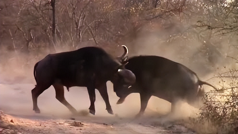 曹丕怎么逼曹植作诗,是谁提议曹丕以七步诗来为难曹植
