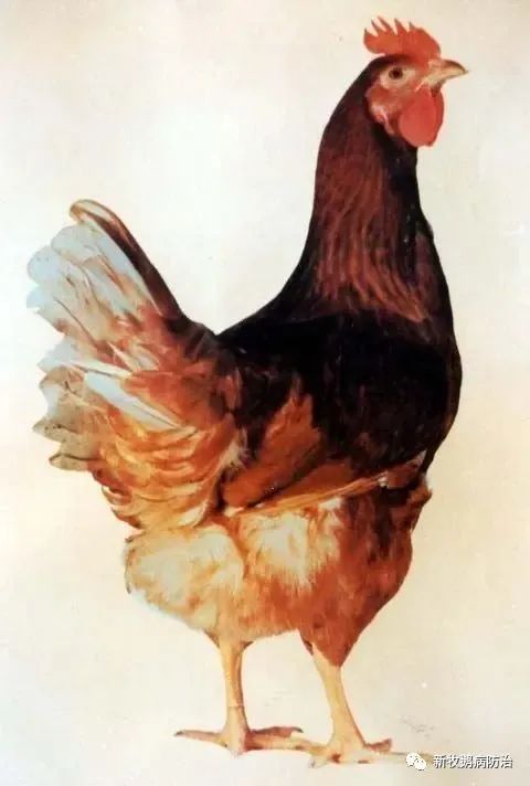 鸡冠癣病毒感染用什么药治,鸡长鸡冠癣的最佳治疗方法