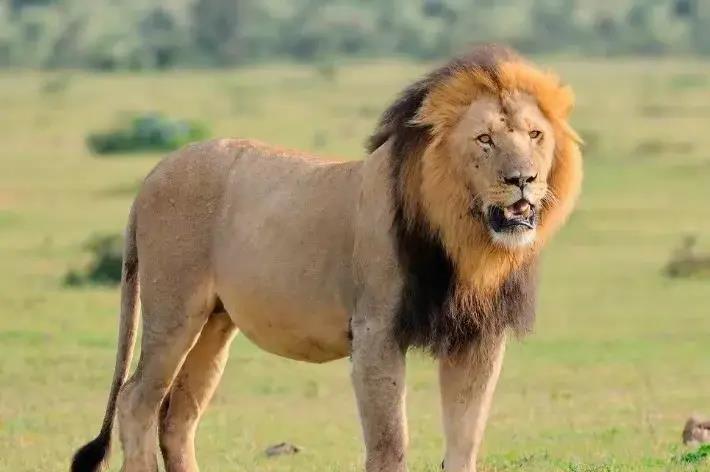 爱与亲情的终极挑战：雄性遇见亲生母亲！