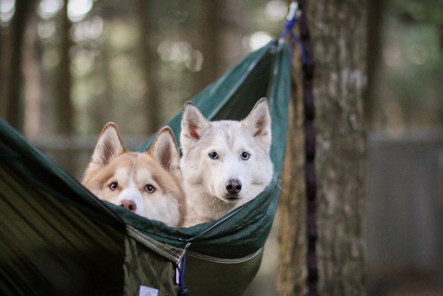 狗狗交配时，为何会连在一起分不开？