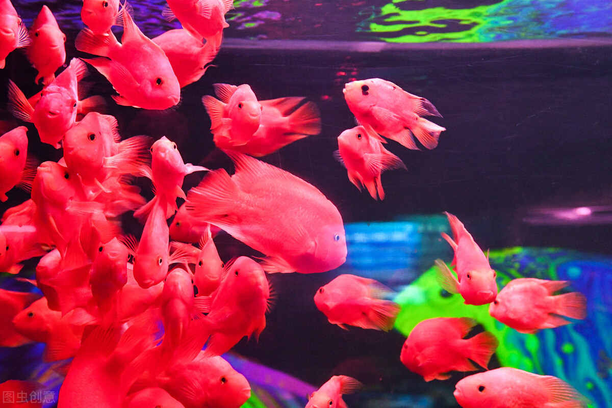 祝福朋友们虎年大吉年年发大财,虎年年年发大财