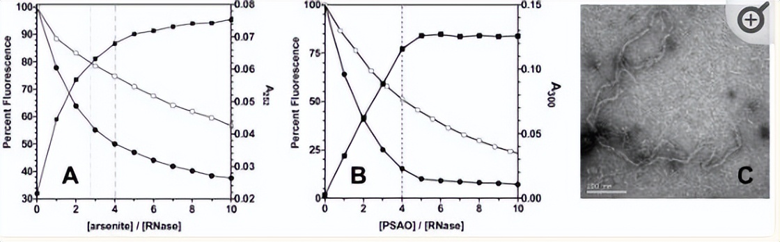 探究砷（III）物质在体外抑制氧化蛋白折叠应用