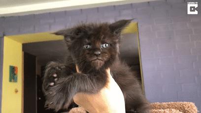 鎾炶劯鏂硅劯鐚村瓙鐨勫コ缃戠孩,鏂硅劯鐚村瓙妯′豢浜虹殑琛ㄦ儏