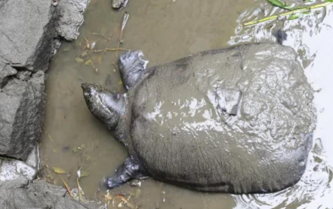 全球仅剩三只的中国神兽,全球只有三只的神兽