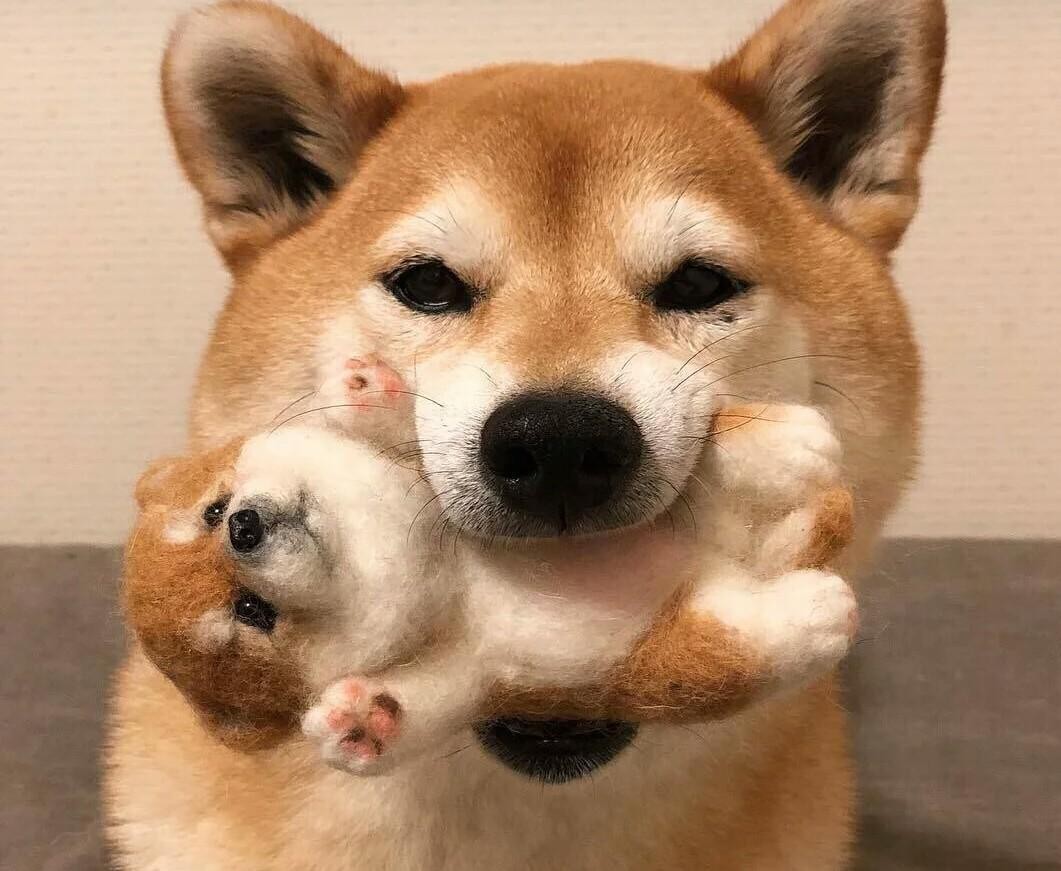 狗狗吃肉引起呕吐拉稀咋办,狗狗吃肉拉稀怎么回事