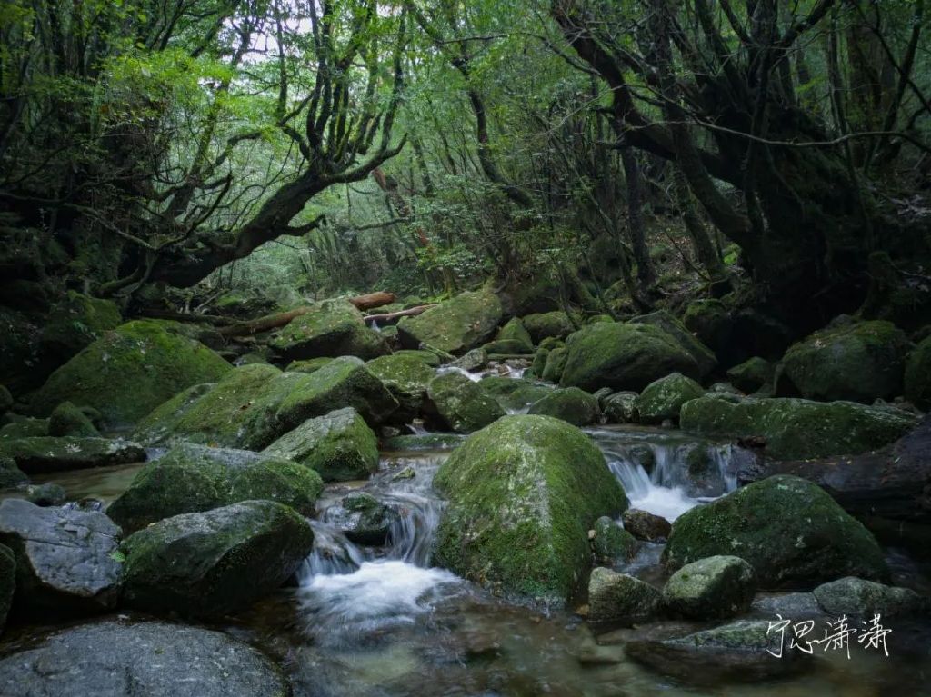 谁是影像机皇,谁才是手机机皇