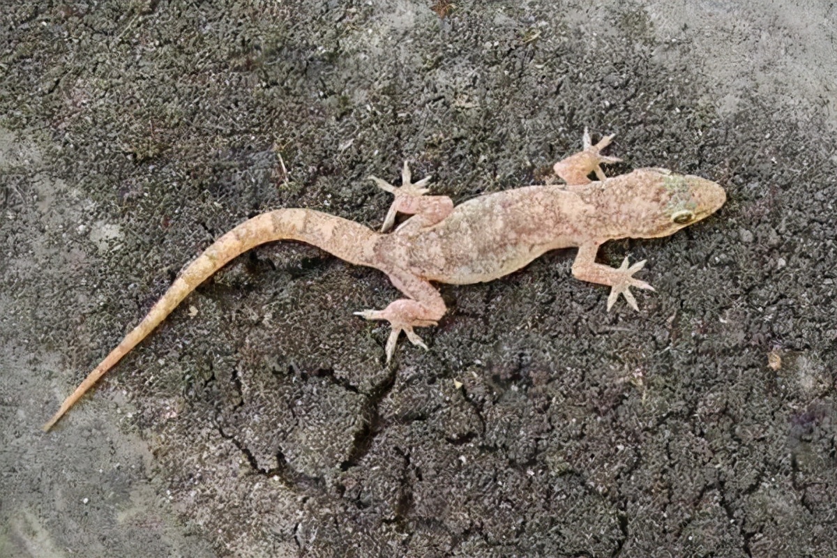 壁虎为啥是五毒,五毒到底是有壁虎还是蜘蛛