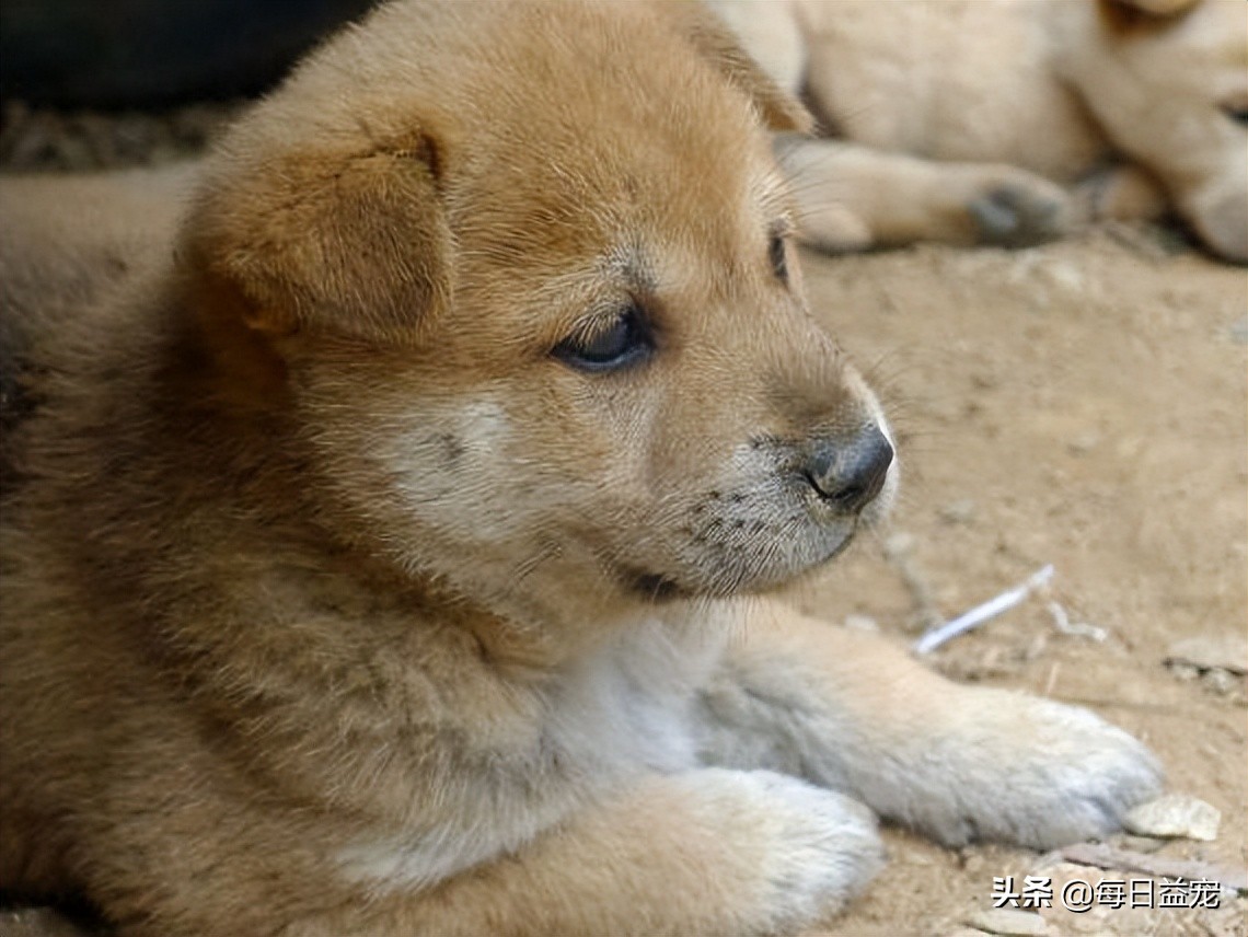 狗狗撕坏现金,狗狗撕坏东西装可怜