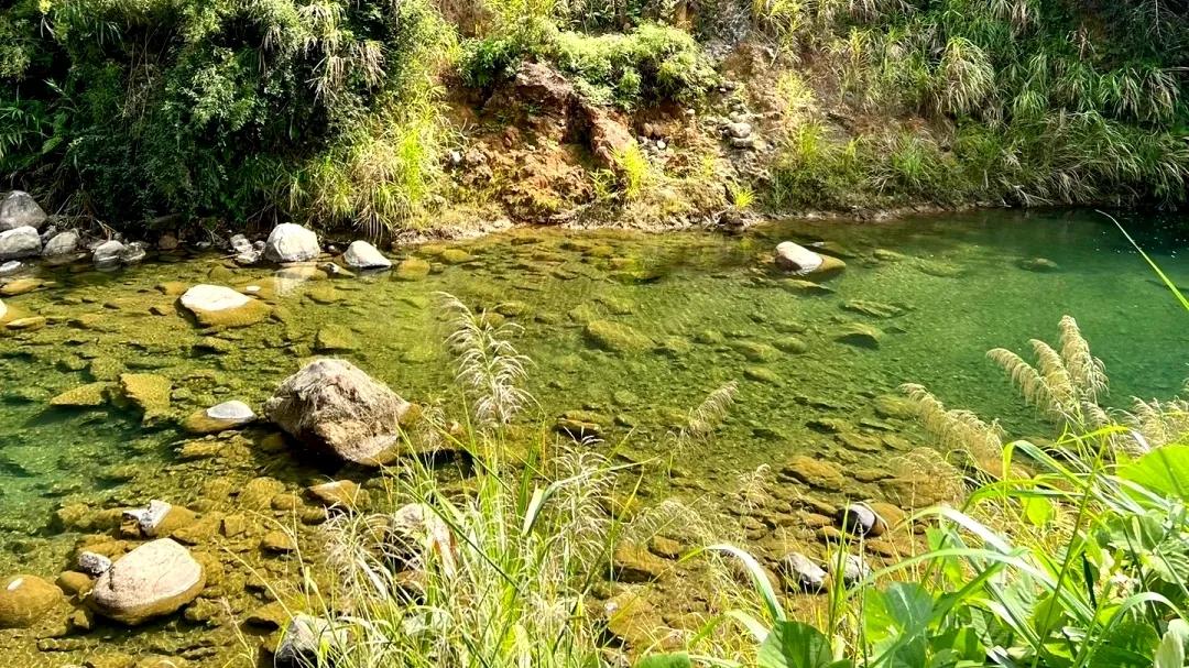 广州从化赏荷花胜地,从化草埔荷花