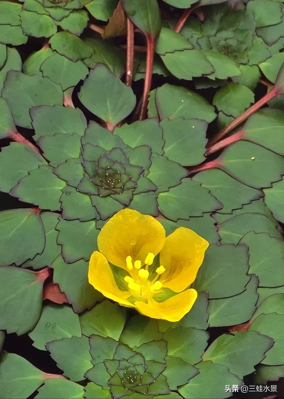 池塘里适合种什么植物,鱼塘适合种点什么植物