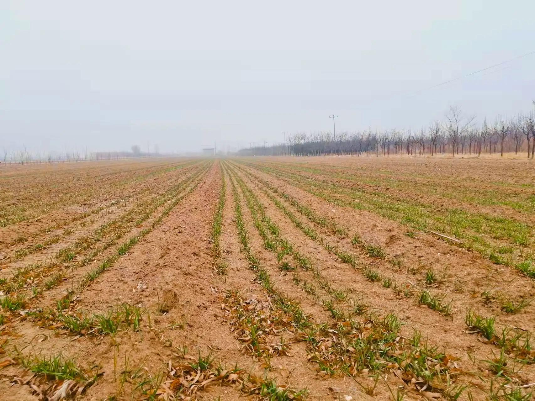 「致远集」一起长大21