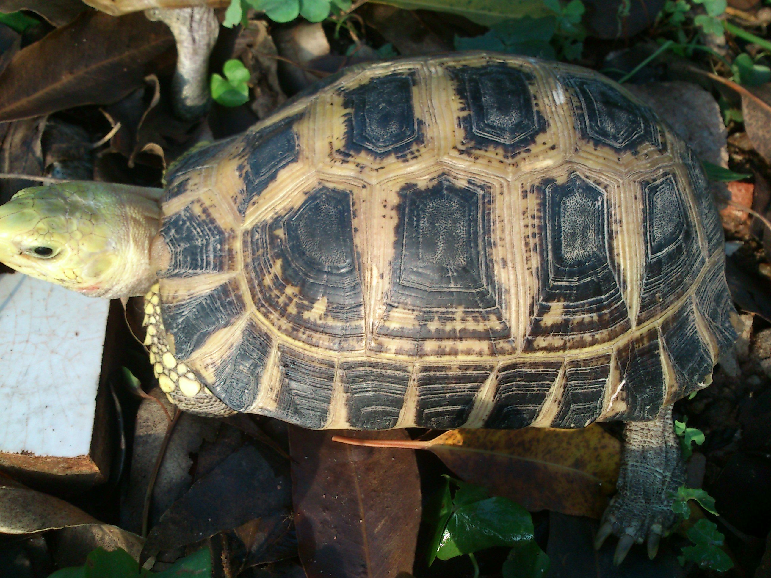 什么宠物对纯素食者最好,好养且可以食用的宠物有哪些