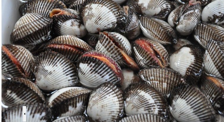 血蛤剥开好多泥,血蚶为什么要生吃呢