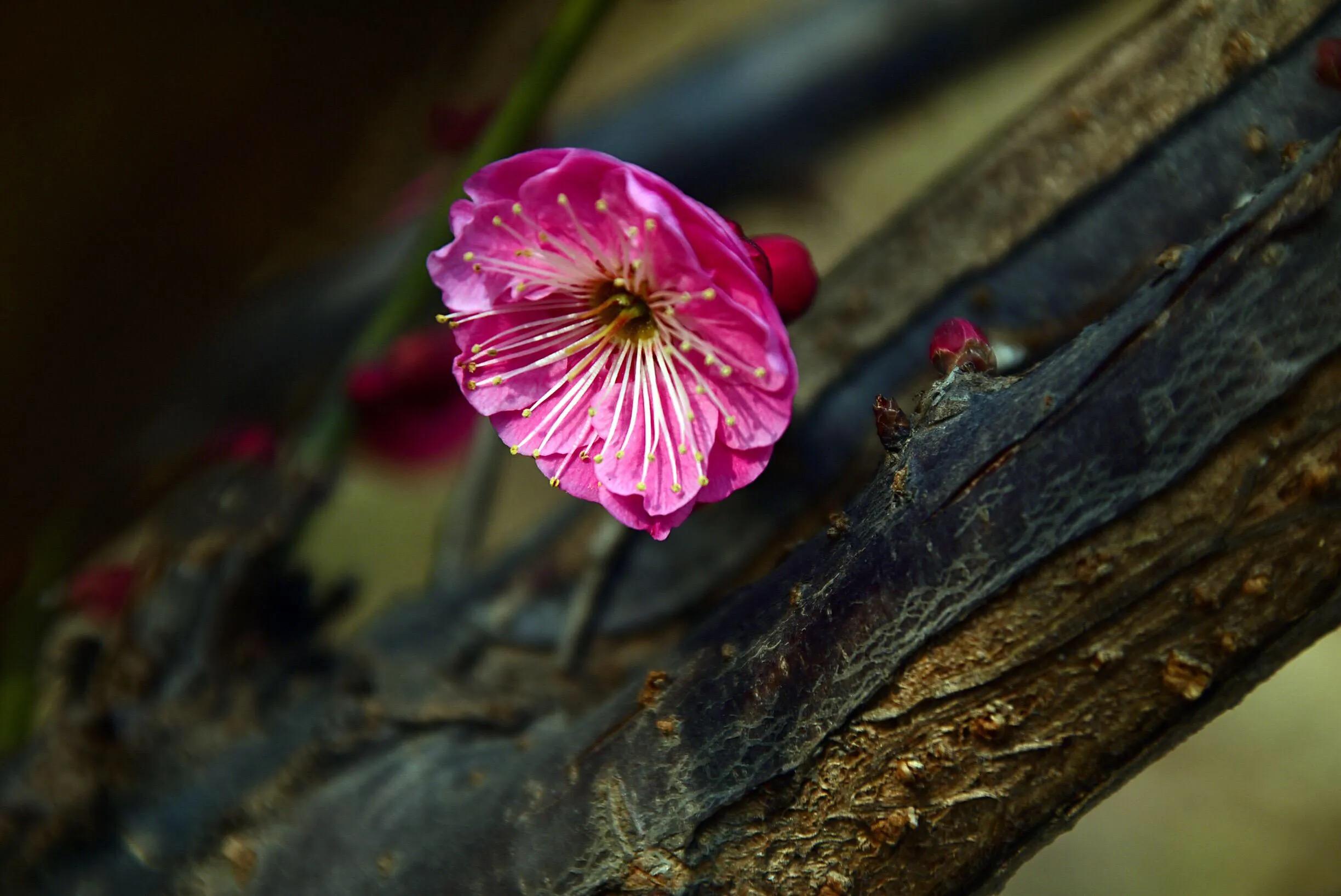花卉摄影秋日的浪漫,花卉摄影春暖梅花开