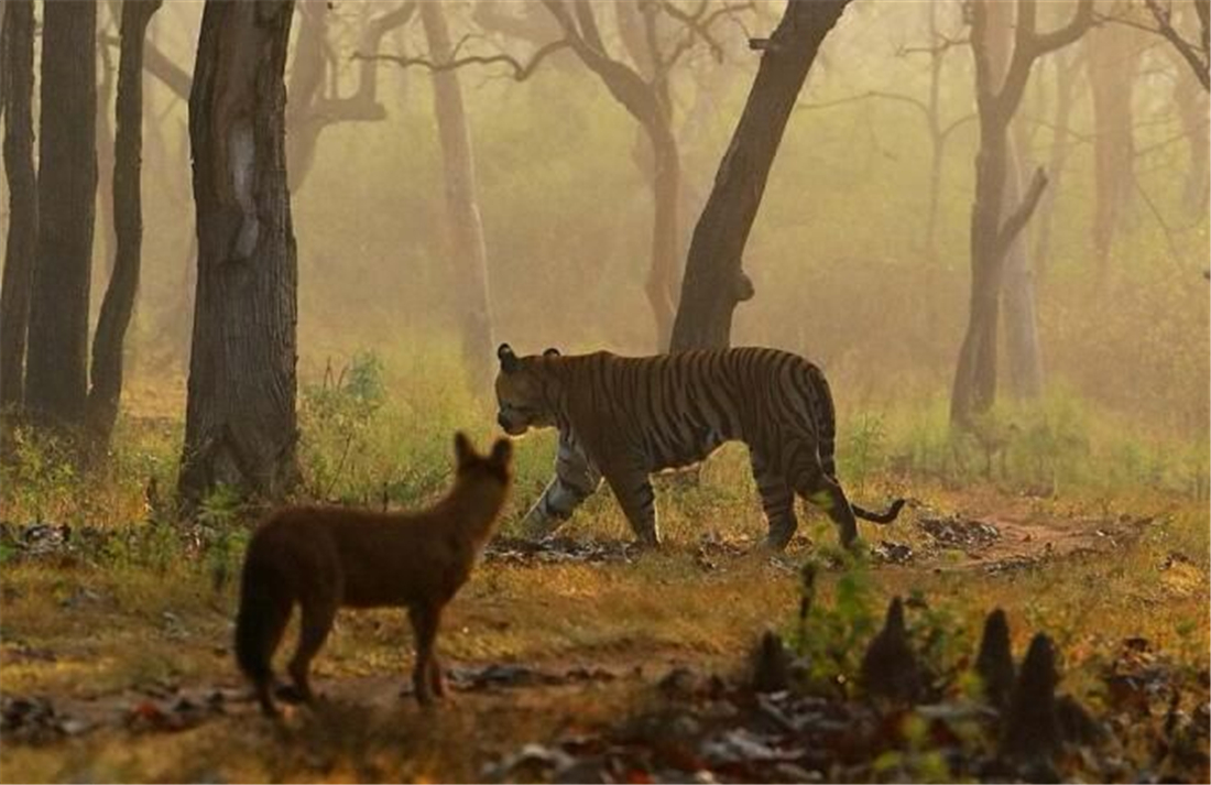 祁连山发现猛兽,祁连山发现300多只野生马鹿
