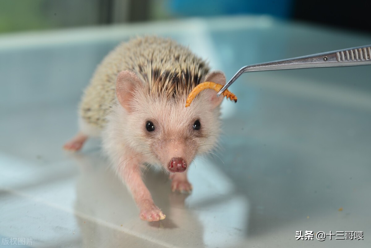 我这辈子养过三只刺猬，结果都不太好
